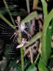 Argiope dang