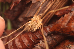 Phalangiinae