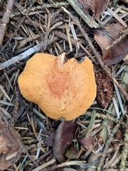 Gymnopilus penetrans