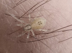 Anyphaena