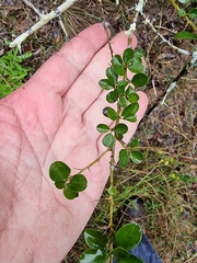 Maclura cochinchinensis