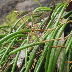 Dendrobium striolatum