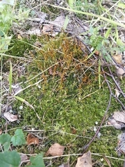 Dicranum polysetum