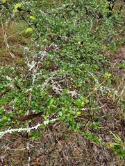 Maclura cochinchinensis