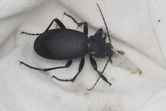 Carabus coriaceus