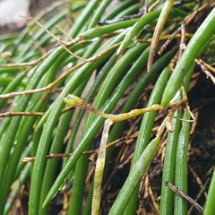 Dendrobium striolatum
