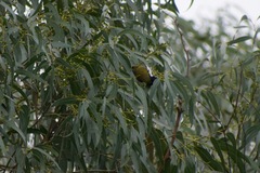 Melithreptus lunatus