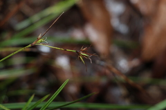 Scleria mackaviensis