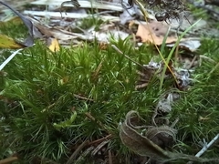Dicranum polysetum