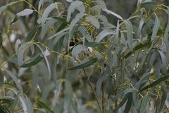 Melithreptus lunatus