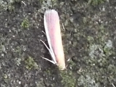 Oncocera semirubella