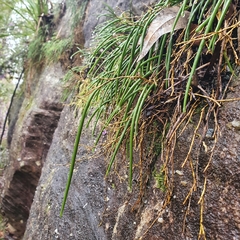 Dendrobium striolatum