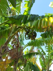 Musa × paradisiaca