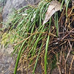 Dendrobium striolatum