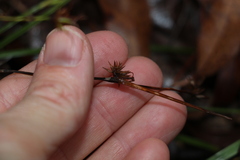 Scleria mackaviensis