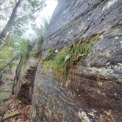 Dendrobium striolatum