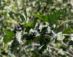 Crataegus chlorosarca