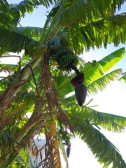 Musa × paradisiaca