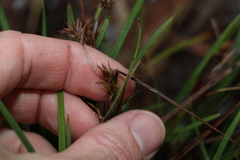 Scleria mackaviensis