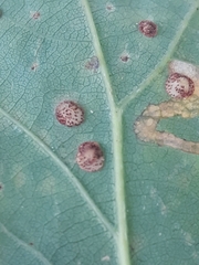 Neuroterus quercusbaccarum