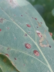 Neuroterus quercusbaccarum