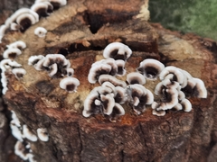 Chondrostereum purpureum