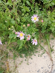 Senecio arenarius
