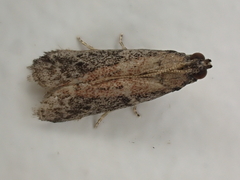Ephestia elutella