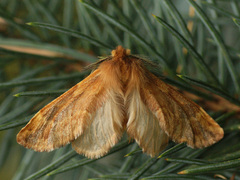 Ptilophora plumigera