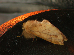 Ptilophora plumigera