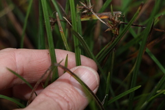 Scleria mackaviensis