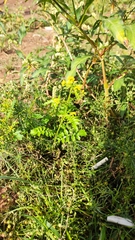 Rorippa