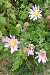 Senecio arenarius