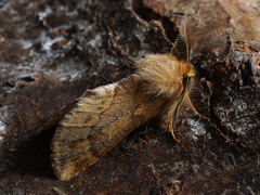 Ptilophora plumigera