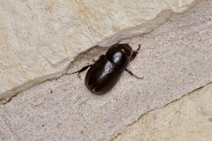 Dyscinetus morator