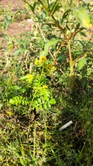 Rorippa