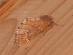 Ptilophora plumigera