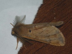 Ptilophora plumigera