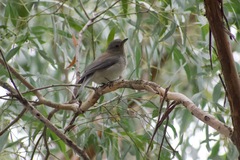 Colluricincla harmonica