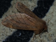 Ptilophora plumigera