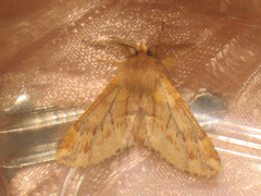 Ptilophora plumigera