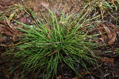 Scleria mackaviensis