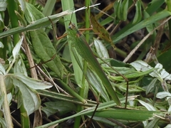 Phaneroptera nigroantennata