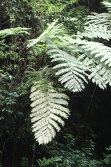Ptisana