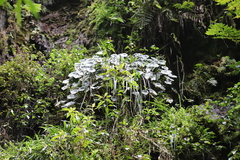 Begonia pulcherrima