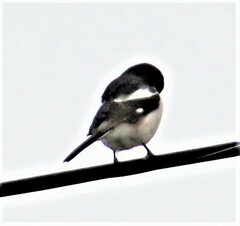 Lanius collaris collaris