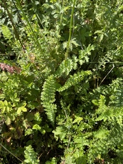 Filipendula vulgaris