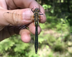 Cordulia aenea aenea