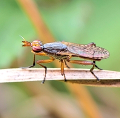 Dichetophora