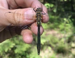 Cordulia aenea aenea